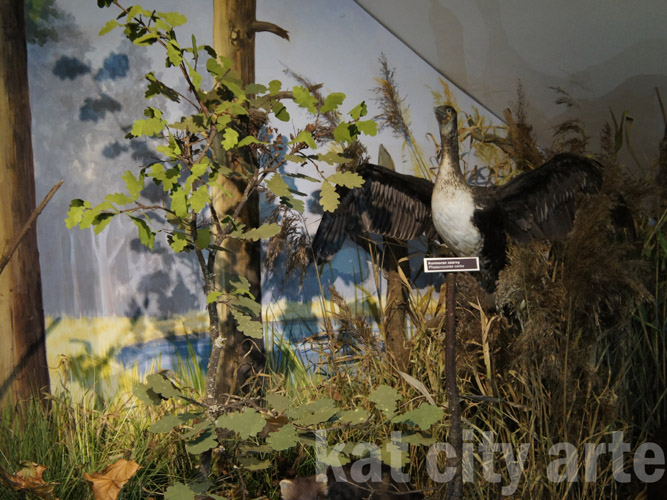 Zdjęcie: drygaly diorama kormoran.jpg